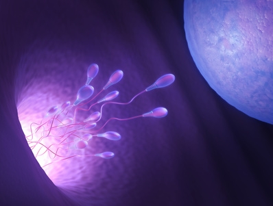 Spermien „erschnüffeln“ den Weg zur Eizelle