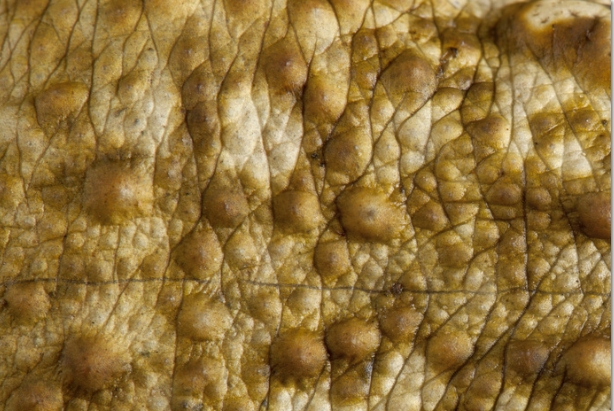 © Eric Isselée - Fotolia.com