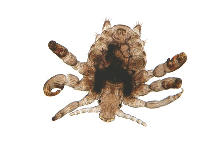 © Warren Rosenberg - Fotolia.com